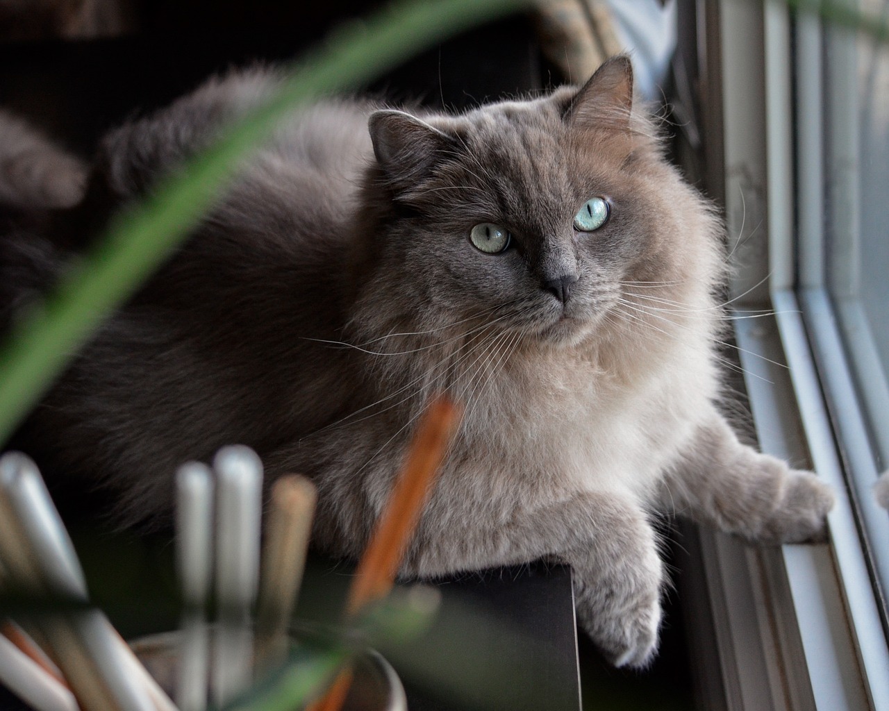 Understanding the Quirky Nature of Ragdoll Cats